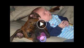 Babies Sleeping With Dogs Compilation