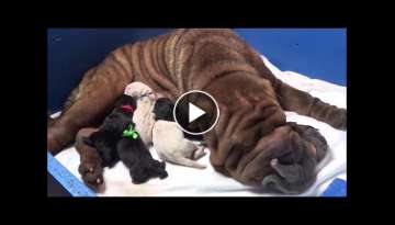 Shar Pei parto en vivo - Nacimiento cachorros azules - Childbirth dogs puppys