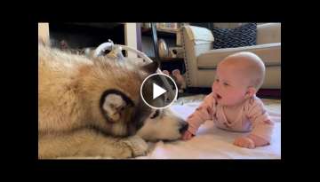 Giant Dog Wants To Play With Baby (Cutest Video Ever!!)