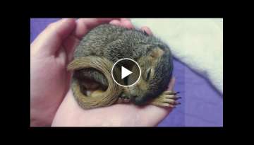 What to do if you find a Baby Squirrel