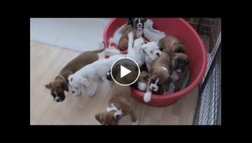 Eleven BOXER PUPS morning routine