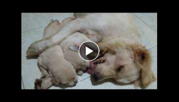 Baby Puppy Said To Mother: Why Did You Wake Me Up