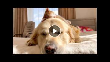 Tiny Kitten Uses a Golden Retriever as a Pillow to Sleep on Tiny Kitten Uses a Golden Retriever as a Pillow to Sleep on