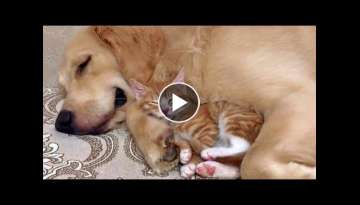 Gentle Golden Retriever and Cuddly Kitten Are Pure Cuteness Gentle Golden Retriever and Cuddly Kitten Are Pure Cuteness