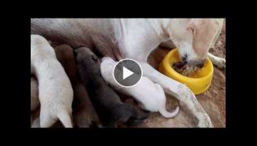 Mother dog eating rice while giving milk for her newborn puppies
