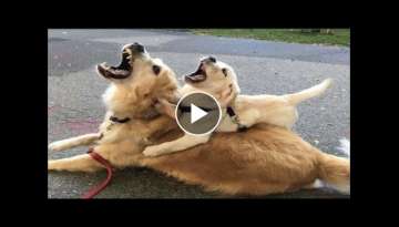 Golden Retriever - The Most Dangerous Dogs on This Planet - Funny and Cute Golden Retriever Puppi...