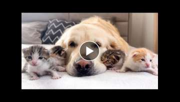 Baby Kittens think that the Golden Retriever is their Mom