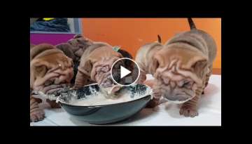 sharpei puppies 3.5 weeks enjoying their first meal