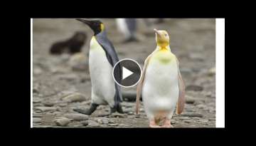 You'll See These Penguins for the First Time!