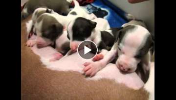 Cleaning, Feeding and Nap Time for Italian Greyhound Puppy litter - Itty Bitty Iggies