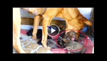 Mother dog bite her Newborn puppie out off her new house making puppies crying loudly