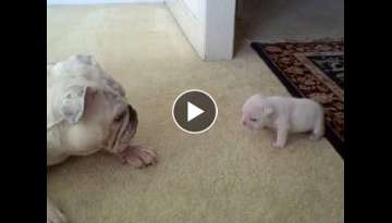 Elvis the Bulldog Puppy reads his mom the riot act Elvis the Bulldog Puppy reads his mom the riot act