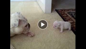 Elvis the Bulldog Puppy reads his mom the riot act