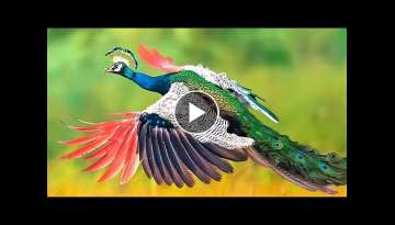 10 Most Beautiful Peacocks in the World 10 Most Beautiful Peacocks in the World