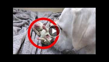 LABRADOR DAISY DUKE GIVING BIRTH TO HER 8 PUPPIES!! LABRADOR DAISY DUKE GIVING BIRTH TO HER 8 PUPPIES!!