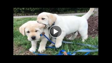 Funniest & Cutest Labrador Puppies - Funny Puppy Videos