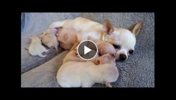 Busy Momma - Chihuahua puppies 1 week old