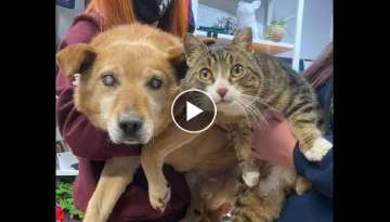 Blind Dog Finds Comfort In A Beautiful Friendship With Kitten