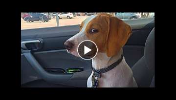 Funny Dogs Reaction To Vet 