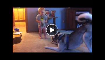 Baby and Husky, Deep in Conversation Baby and Husky, Deep in Conversation