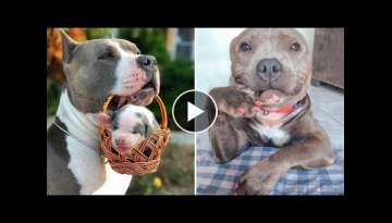Awesome American Bully and Pitbull - Cute & Funny American Bully Puppies Compilation
