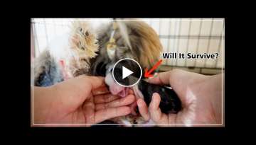 How to Help A Dog Give Birth Without Any Death | Pippo's Newborn Puppies
