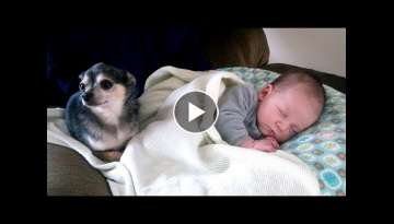 Little Chihuahua protects and takes care Baby | Dog is the best nanny of Baby