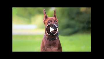 10 Most Illegal Dog Breeds in the World 10 Most Illegal Dog Breeds in the World
