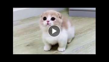 This Munchkin Kitten Will Melt Your Heart With Cuteness