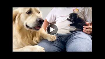 Golden Retriever Meets New Baby Kitten for the First Time! Golden Retriever Meets New Baby Kitten for the First Time!