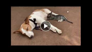 A tiny kitten was spotted feeding on milk from a nursing dog in a remote Nigerian town 
