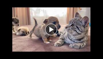 Funny Cat Reaction to Puppies [Kitty sees them for the First Time]