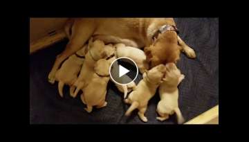 Loving Labrador Mother Takes Care of 2 Week Old Pups