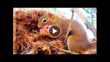 A squirrel seeks help from a man, as his young was in serious trouble A squirrel seeks help from a man, as his young was in serious trouble