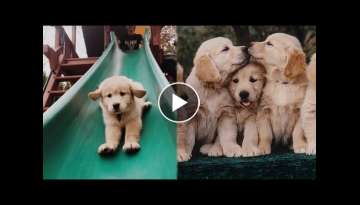 Funny and Cute Golden Retriever Puppies Compilation - Cutest Golden Retriever