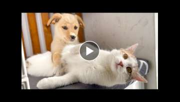 Funny Kitten Shocked by the New Puppy!