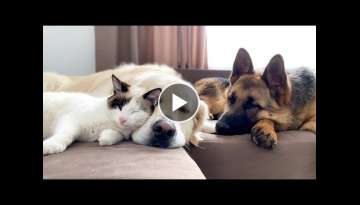 Golden Retriever, German Shepherd Puppy and Kitten Sleep like Babies