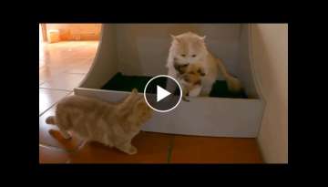 The mother cat carries a herd of kittens hiding under a cupboard. The mother cat carries a herd of kittens hiding under a cupboard.