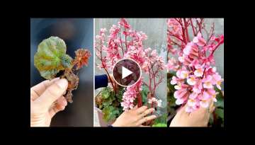 Breeding beautiful, easy to care flowers of the Begonia family, great ideas for your balcony
