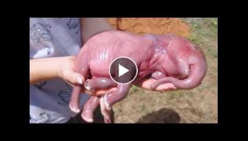 This Is What 15 Newborn Animals Look Like This Is What 15 Newborn Animals Look Like