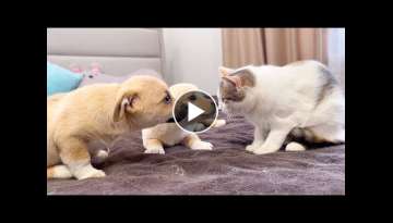 Funny Puppies Reaction to Cat