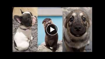 Cute baby animals Videos Compilation cute moment of the animals - Soo Cute! #5