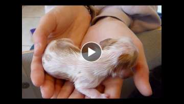 Newborn Cavalier Puppies