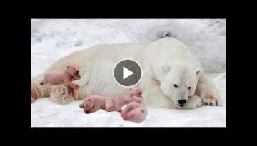 How Polar Bear Giving Birth And Feeding Her Cubs