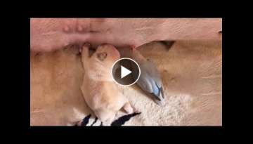 Cutest baby animals - Videos Compilation Cute moment of the Animals 2022