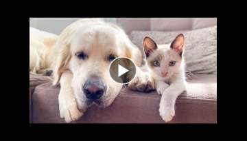 How a Golden Retriever and a Kitten Became Best Friends Compilation