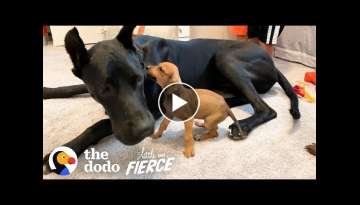 Tiny, Scared Puppy Falls In Love With A 120-Pound Great Dane | The Dodo Little But Fierce Tiny, Scared Puppy Falls In Love With A 120-Pound Great Dane | The Dodo Little But Fierce