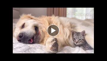 Kitten tries to get Love from Golden Retriever as from a Mother