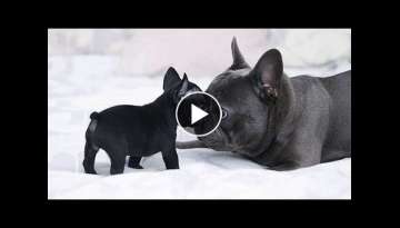 Funny and Cute French Bulldog Puppies Compilation - Cutest French Bulldog