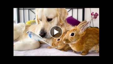 Golden Retriever Dog, Cute Rabbits and Little Budgie - Amazing Pets Friendship!